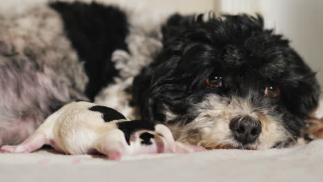 perro después de dar a luz con cachorro recién nacido 14