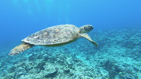 Isla-De-Okinawa,-Japón