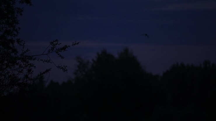 Pipistrelli che si librano al crepuscolo attorno alla chioma sfocata della foresta mentre un ramo d'albero nitido in primo piano incornicia la scena; sagome di animali selvatici in volo al rallentatore contro il cielo serale.