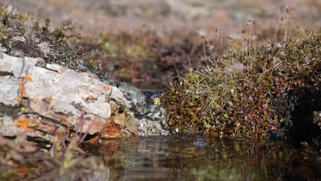 freshwater stream, flowing water from mountain spring on sunny day