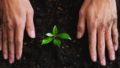 manos plantando una plántula