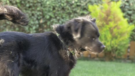 SMall-black-dog-looking-at-the-camera