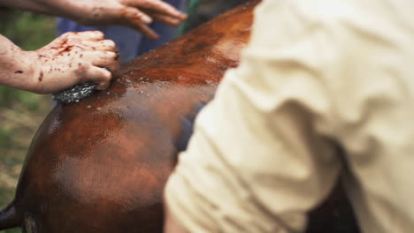 rural butchers cleaning scorched pig ham for further butchering - close up