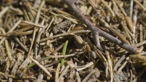 ants and a sprout in a pine needle bed