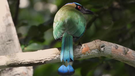 Farbiger-Vogel,-Der-Auf-Einem-Ast-Steht