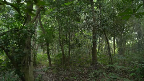 Toma-En-Movimiento-De-Un-Verde-Profundo-Dentro-Del-Bosque.