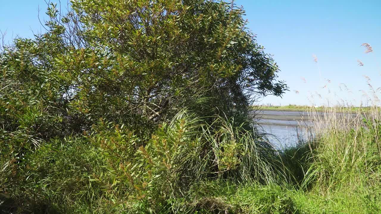 4k de cerca en una acacia longifolia comúnmente conocida como zarzo poco profundo que se agita en el viento con el cielo azul y la ría de aveiro en el fondo