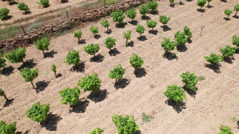 Tree-farm-nursery-rows-organized-in-clean-lines-parallel-to-rock-wall-in-rural-countryside