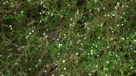 el partenium es una planta venenosa con una variedad de enfermedades que crecen a partir de moléculas de flores