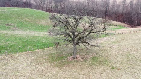 Tiro-De-La-órbita-Del-Dron-De-Un-árbol-En-Invierno