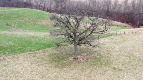 drone orbit shot of a tree in winter