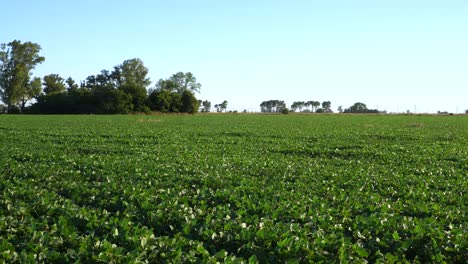 Blick-Auf-Blätter-In-Einem-Gesäten-Feld,-Das-Vom-Wind-Bewegt-Wird,-Unter-Einer-Sommerlichen-Nachmittagssonne