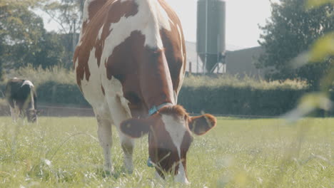 Ayrshire-brown-cows-grazing-in-the-field