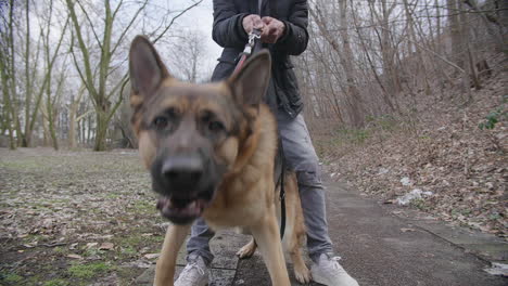 leashed german shepherd dog barking, slow motion