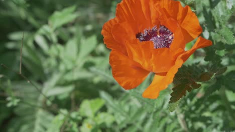 abeja dejando flor de amapola naranja después de la recolección de néctar, cámara lenta