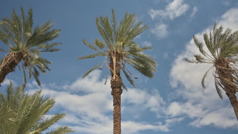 three palm trees move in breeze