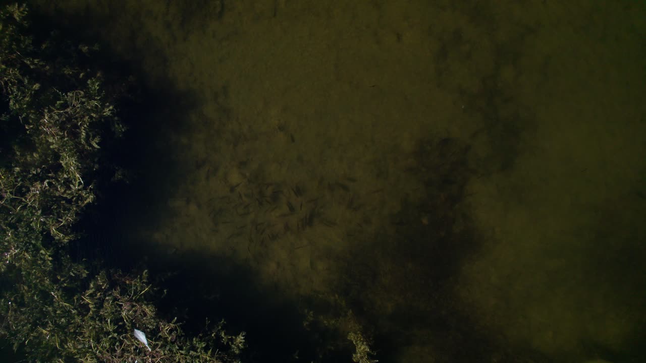 Fishes swimming in green yellow water seen from above in a lake ...