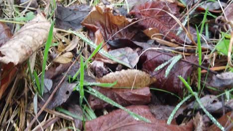 autumn leaves filmed on the ground in cold season