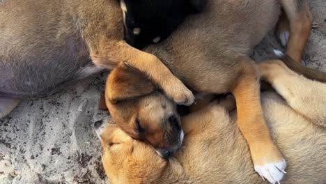 Vista-Cercana-De-Lindos-Adorables-Hermosos-Perritos-Durmiendo-Juntos