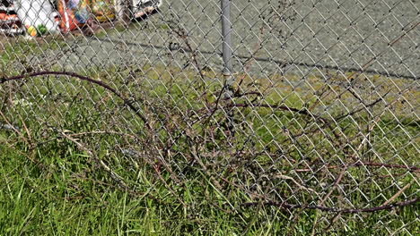 Thorn-bush-grows-through-chainlink-fence.-Panning-shot