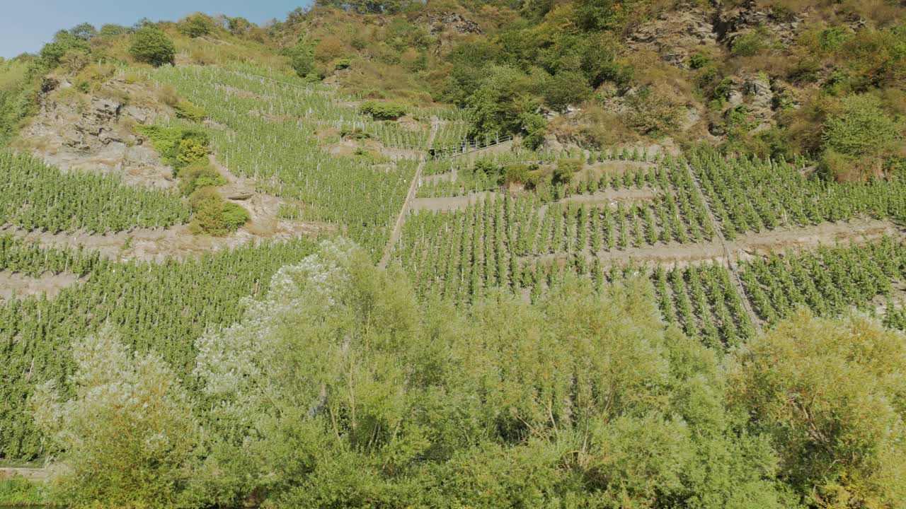 Steep vineyard with rows of grapevine at the river Mosel. Parallax medium shot from a boat.