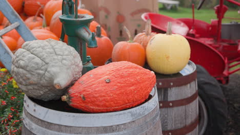 stunning shot of a pumpkin farm