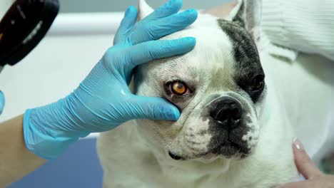 veterinarian ophthalmologist examining eyes of dog