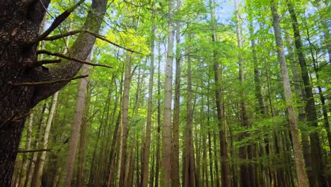 Gliding-gently-through-a-tall,-beautiful-pine-forest-in-the-Appalachian-Mountains-during-a-sunny-summer’s-day