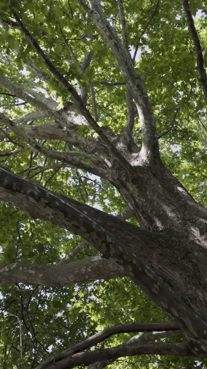 Large Tree Branches and Canopy