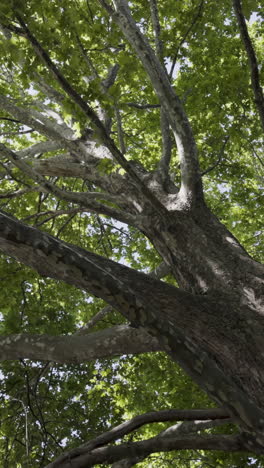 large tree branches and canopy