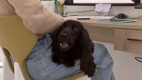 woman working from home with her cocker spaniel