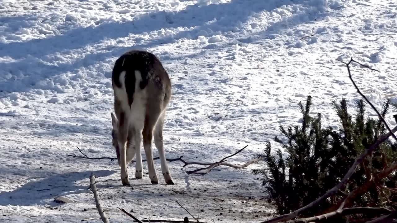 Deer walk in the snow Hasenheide Tier park Berlin 2022025 Germany HD 10 sec 25 fr per sec.mp4