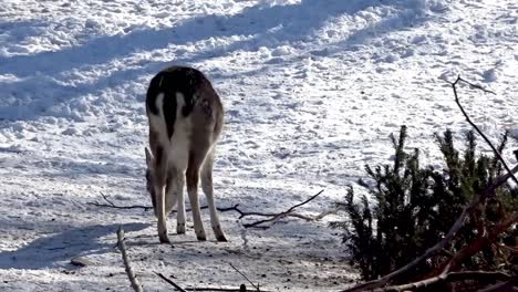 deer walk in the snow hasenheide tier park berlin 2022025 germany hd 10 sec 25 fr per sec.mp4