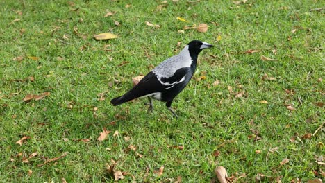 una urraca caminando por un campo de hierba en otoño