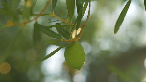 Rama-De-árbol-Con-Una-Sola-Aceituna-Verde