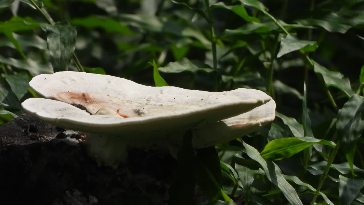hongos - hierba verde - blanco - alimento