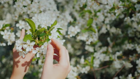 女人的手触摸着一棵开花的树的树枝