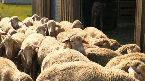 close-up view of sheep flock walking to shed in sunny summer day