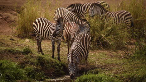 Gimbal-shot-of-Grants-Zebra-herd,-one-drinking-water-in-pond