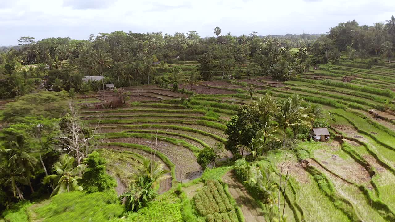 interminables arrozales en ubud, una ciudad indonesia en la isla de bali, vista aérea