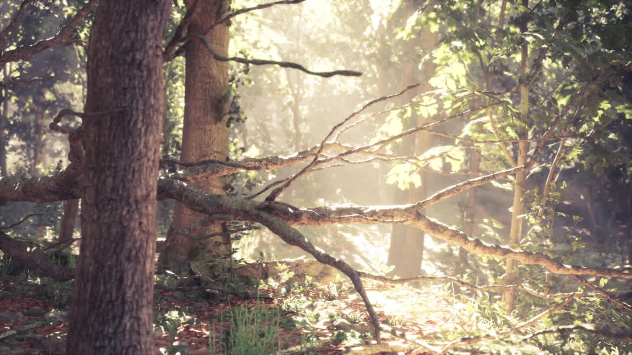 Sunlight filtering through trees in a tranquil forest setting at dawn