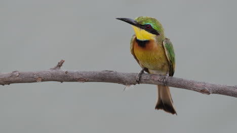 closeup of little bee-eater on tree brach looking for prey