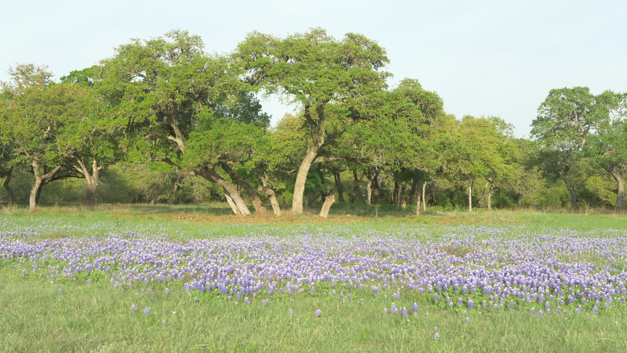 flores silvestres de texas que florecen en la primavera, bluebonnets y varias otras flores