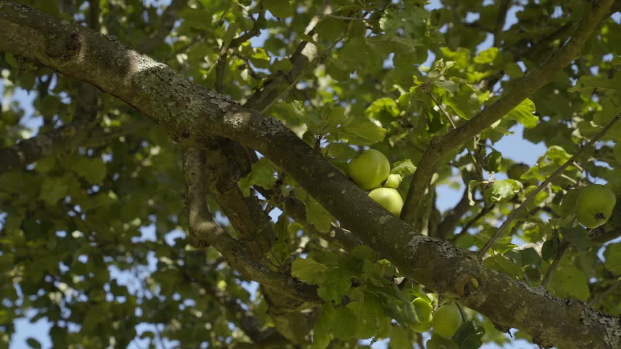 Moving shot of green apples on a tree