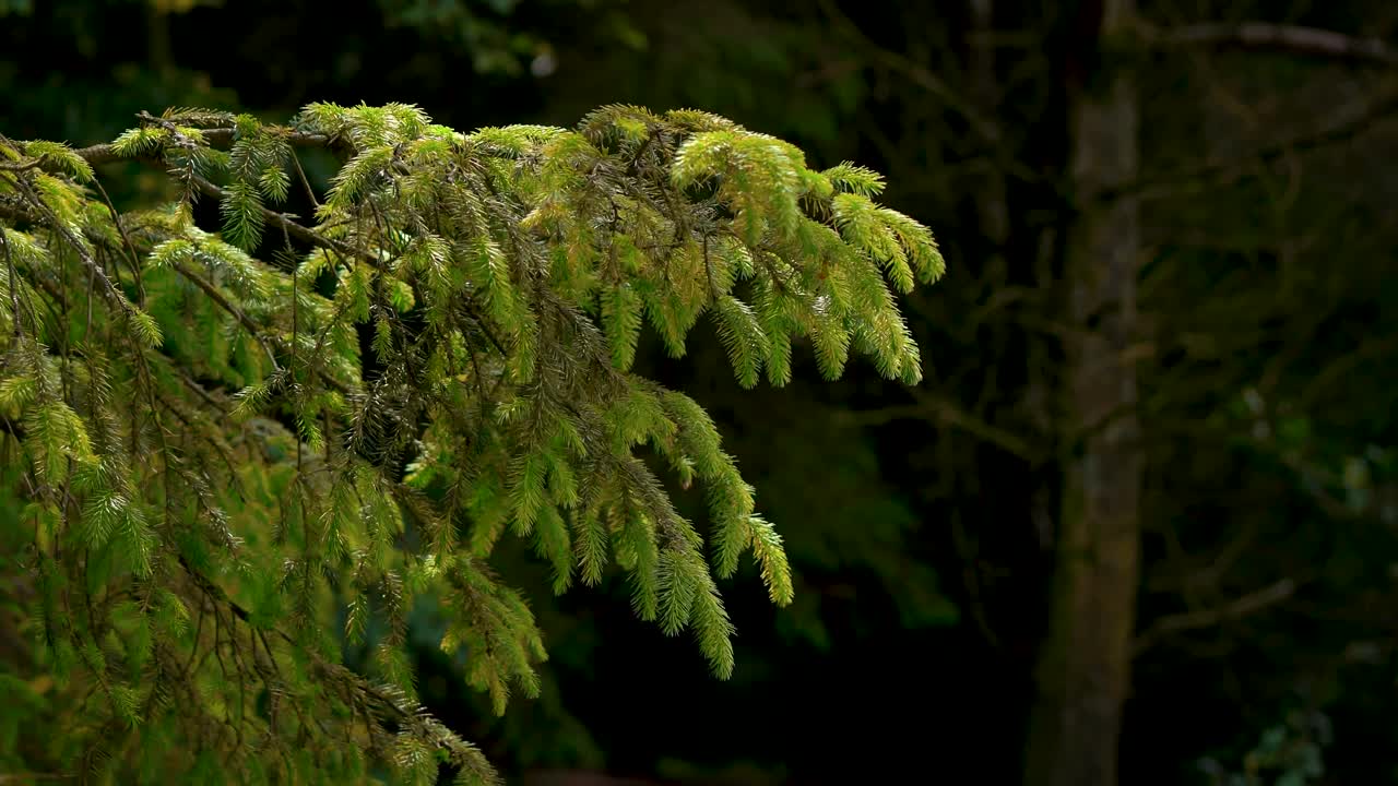 樹木在黑暗的森林裡吹著風