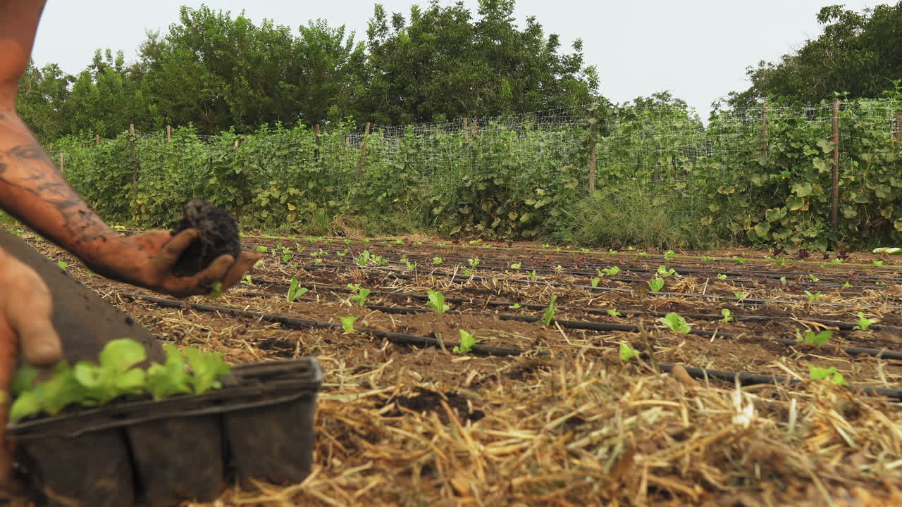 tiro deslizante lateral de un agricultor rústico plantando lechuga orgánica en suelo de tierra