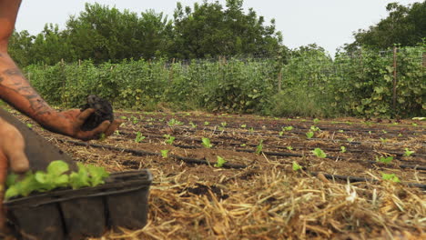 Tiro-Deslizante-Lateral-De-Un-Agricultor-Rústico-Plantando-Lechuga-Orgánica-En-Suelo-De-Tierra