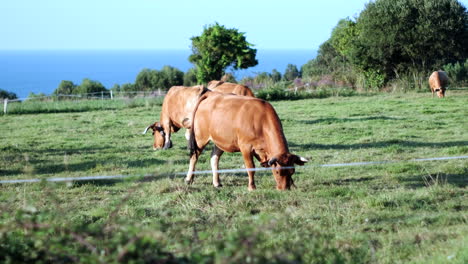 four cows grazing in lush meadow, ocean view, animal wellbeing focus