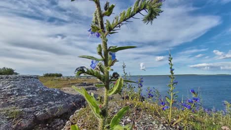 flores silvestres costeras que crecen en la pintoresca costa rocosa, toma panorámica