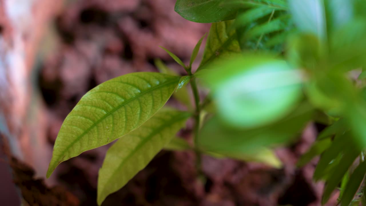 hojas verdes mojadas en cámara lenta